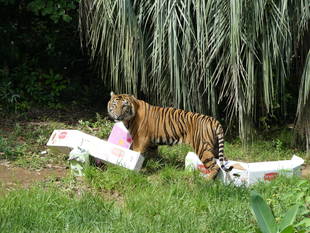 展示場で初めて与えてみました!