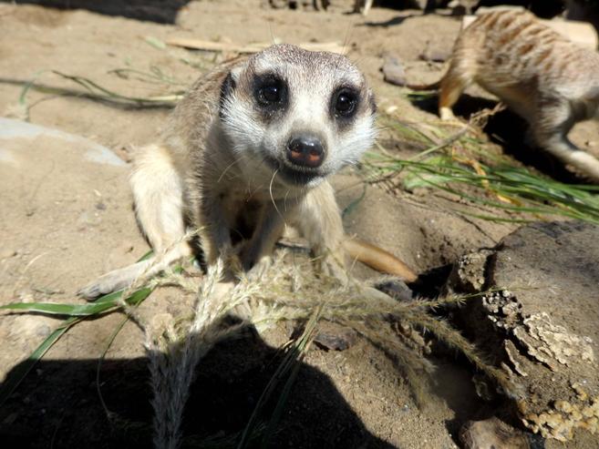 ミーアとススキの写真