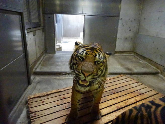 小さくなるスノコ・・・( 一一)の写真
