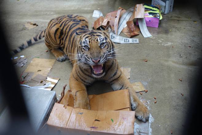 お客様が作った遊具で!の写真