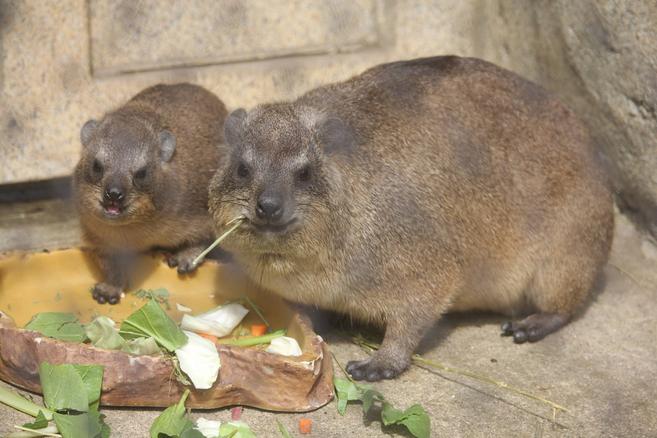 ハイラックスたちの近況の写真