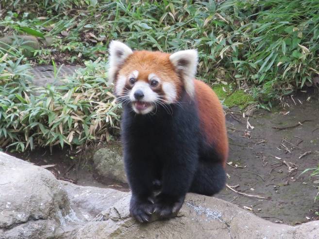 子どもレッサーパンダ教室の写真
