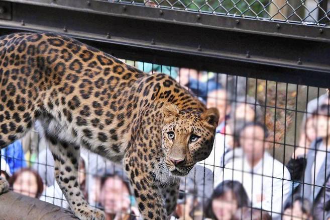 アムールヒョウ