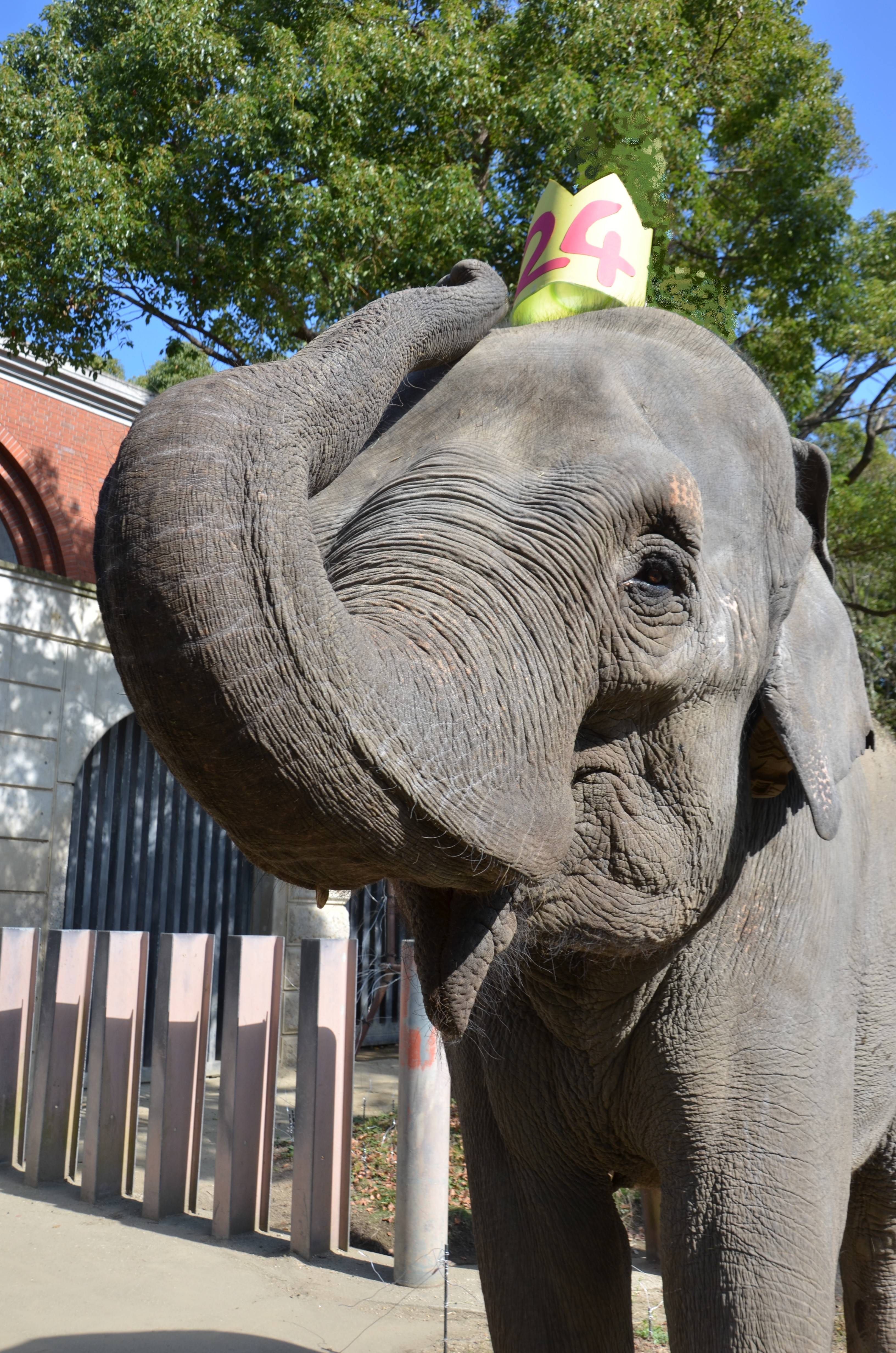 24歳になったぞう 前編 飼育日誌 よこはま動物園ズーラシア公式サイト 公益財団法人 横浜市緑の協会