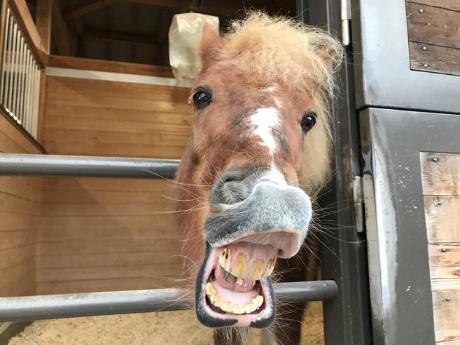 お馬さんってニンジンが好きなんでしょ?③の写真