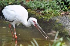 【開催中止】コウノトリの活き活きごはんタイムの画像