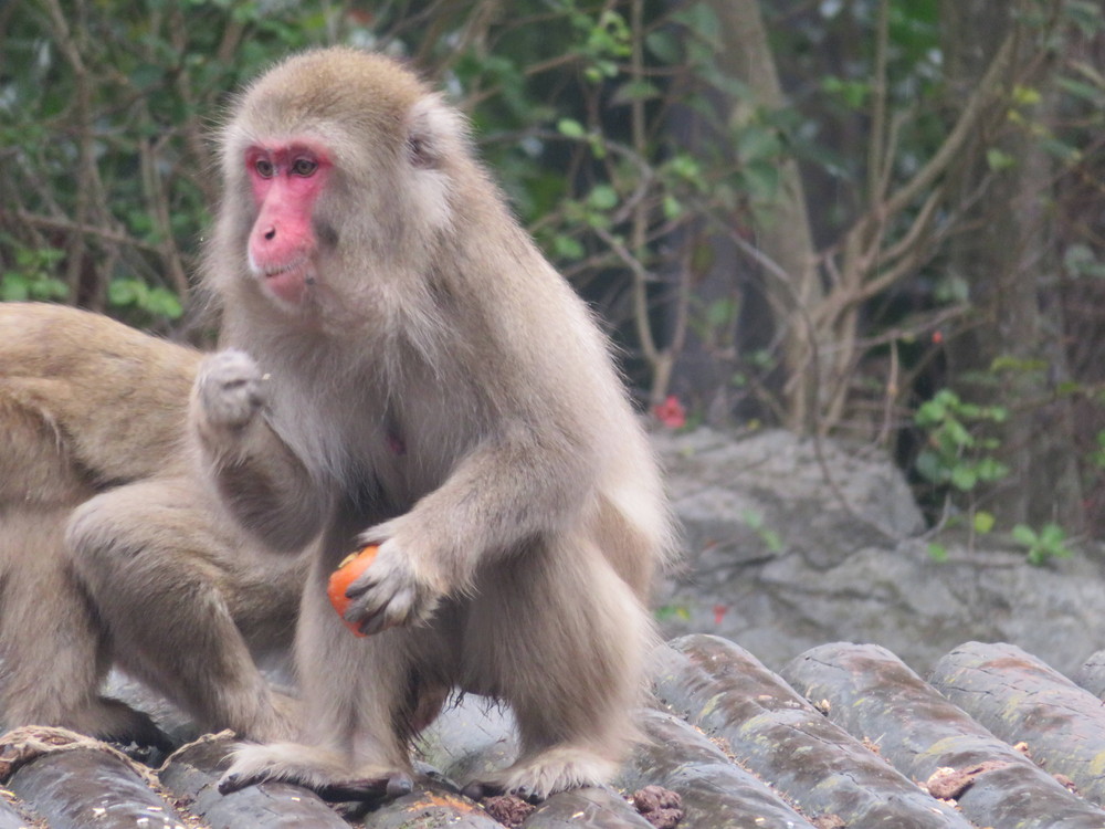 ニホンザルのクリスマス 飼育日誌 よこはま動物園ズーラシア公式サイト 公益財団法人 横浜市緑の協会