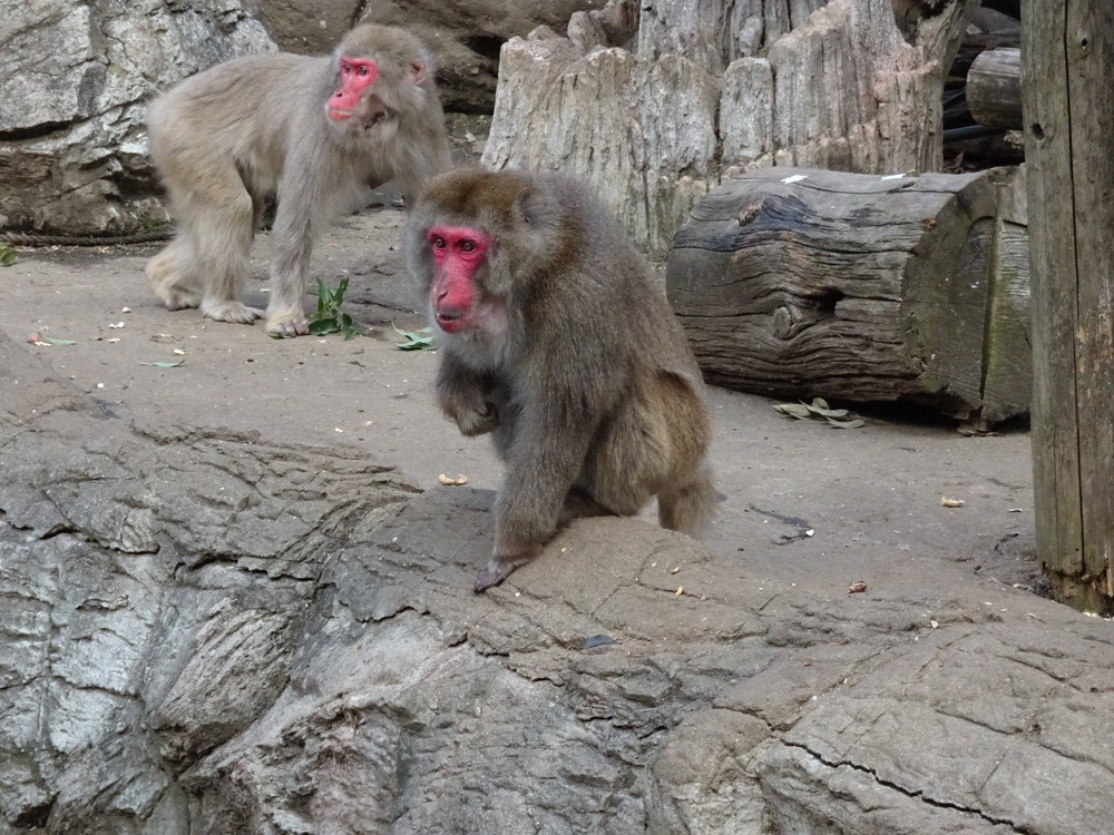 ニホンザルのクリスマスpart2 飼育日誌 よこはま動物園ズーラシア公式サイト 公益財団法人 横浜市緑の協会