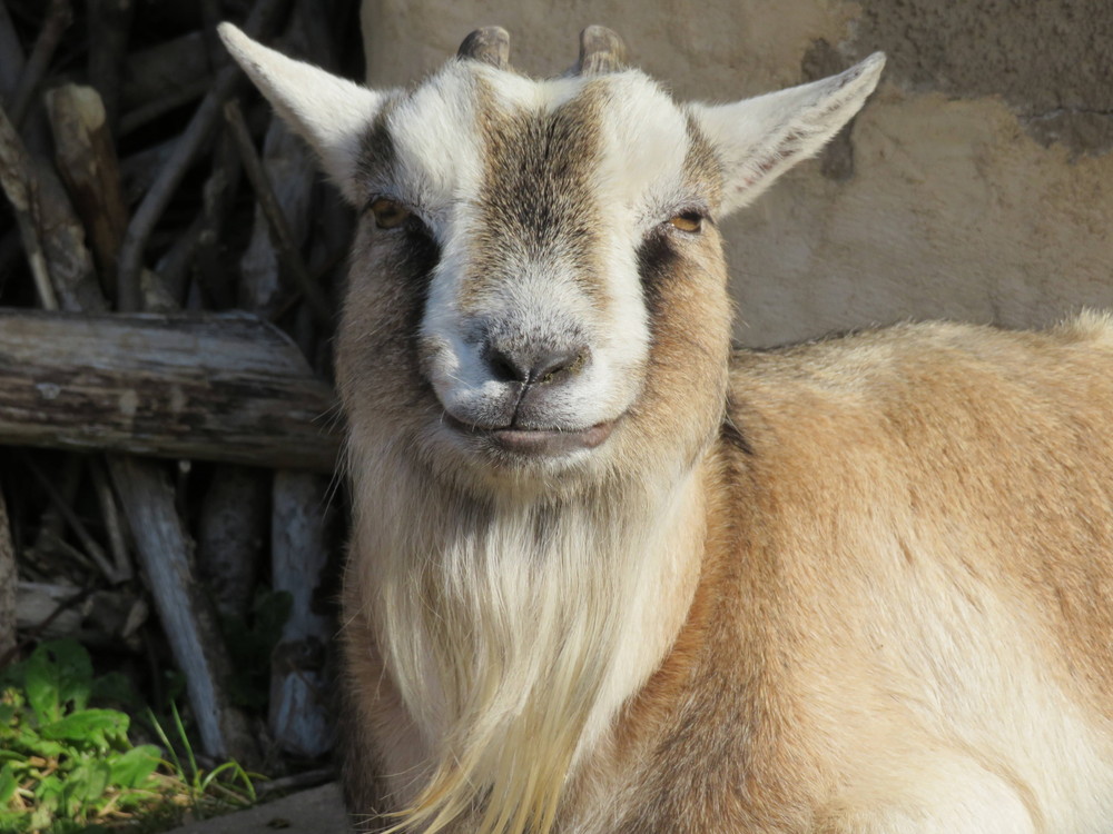 ヤギたちのごちそうとは アフリカのサバンナ ズーラシア よこはま動物園ズーラシア公式サイト 公益財団法人 横浜市緑の協会