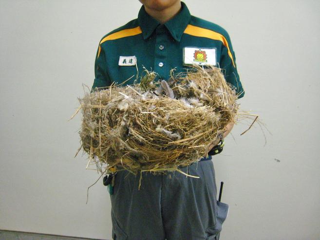 この巣なんの巣、気になる巣の写真