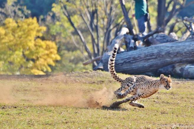 チーターラン中止のお知らせの写真