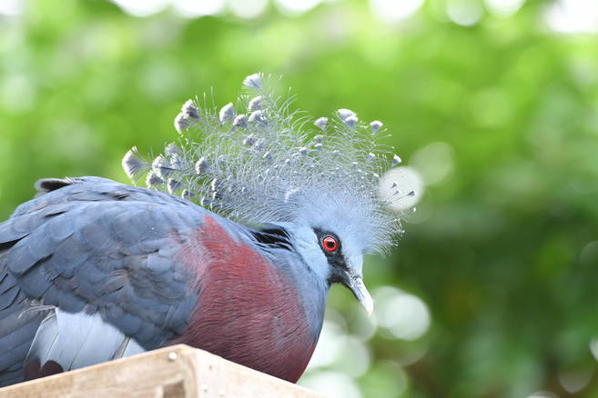 ズーラシアどうぶつ教室(3月~5月)の写真