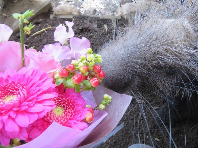 クリス、17才に!の写真