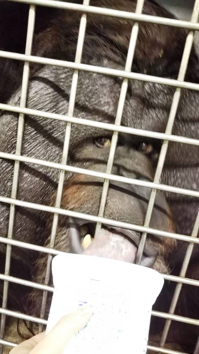ヨーグルトの食べ方の写真