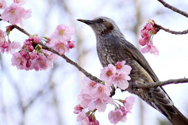 ズーラシアの桜情報の写真