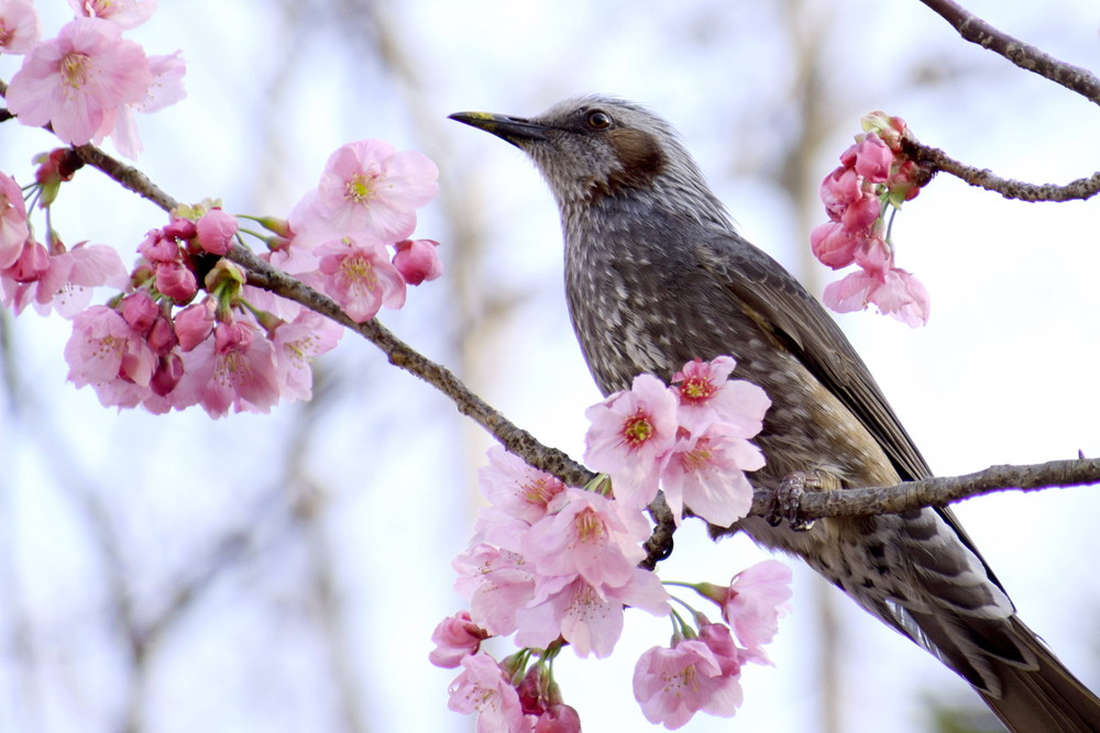 ズーラシアの桜情報 桜開花 よこはま動物園ズーラシア公式サイト 公益財団法人 横浜市緑の協会