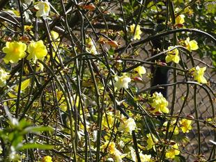 サバンナのハナ・ハナ