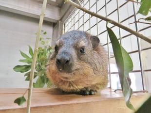 ハイラックスにズームイン★