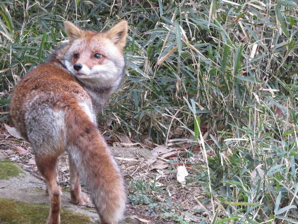 タヌキ キツネ舎近況報告 飼育日誌 よこはま動物園ズーラシア公式サイト 公益財団法人 横浜市緑の協会