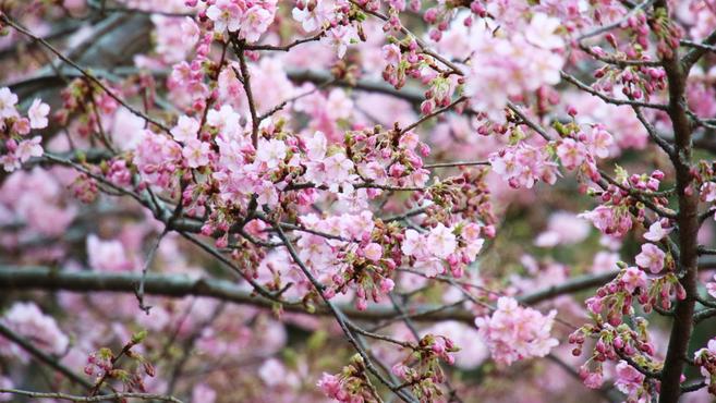 ズーラシアの桜情報の写真