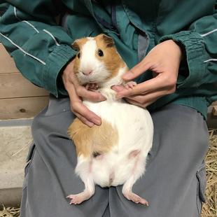 あおむけだっこ?