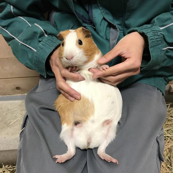 あおむけだっこ?の写真