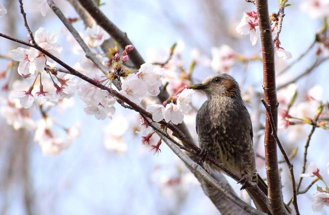 ソメイヨシノ満開!!の写真