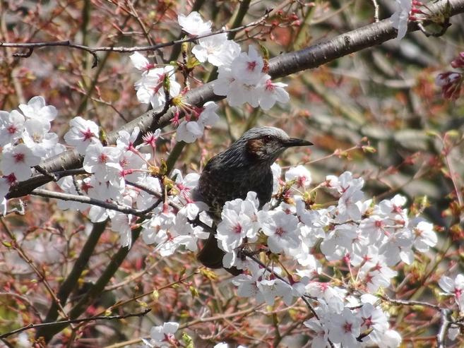 ソメイヨシノ 七分咲き!?の写真