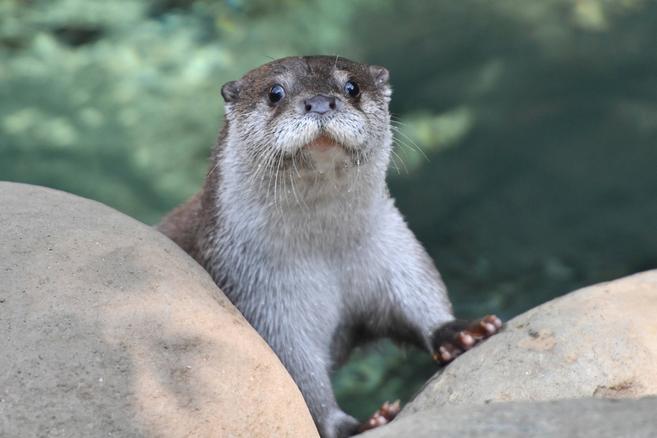 世界カワウソの日(World Otter Day)の写真