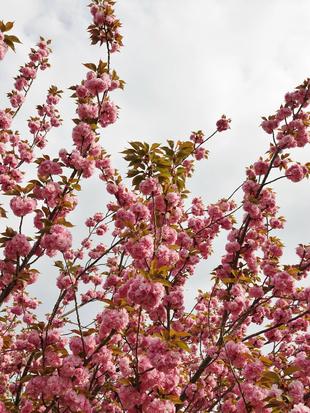 八重桜が見頃です ♪