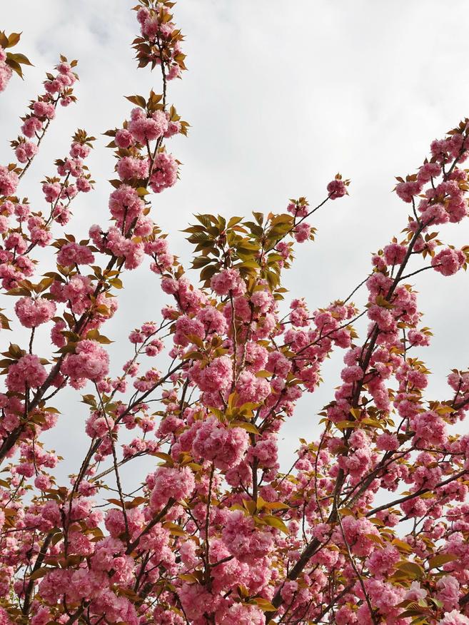 八重桜が見頃です ♪の写真