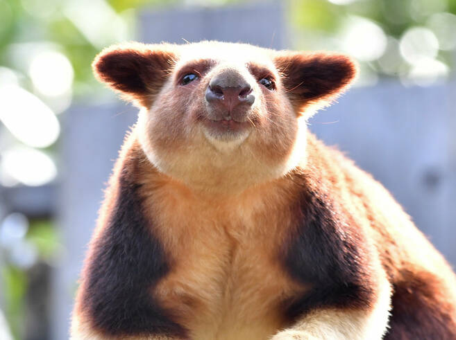 キノボリカンガルーの日の写真