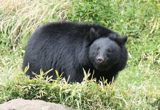 ニホンツキノワグマ メリーの近況 飼育日誌 よこはま動物園ズーラシア公式サイト 公益財団法人 横浜市緑の協会