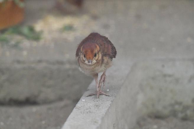 孵化しました!(ベニジュケイ編)の写真