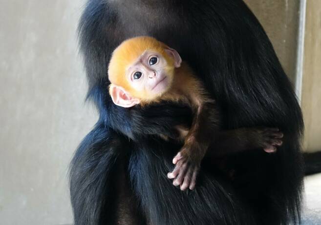 今年生まれの動物紹介の写真