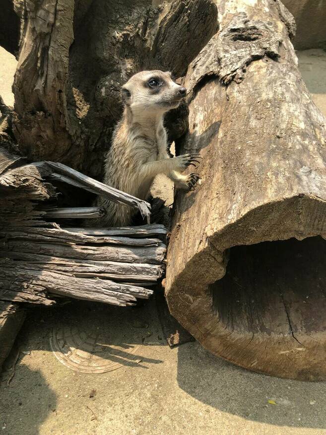 ひょっこリン♪の写真