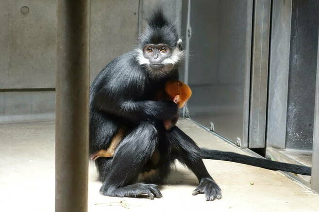 慎重派のユズの写真