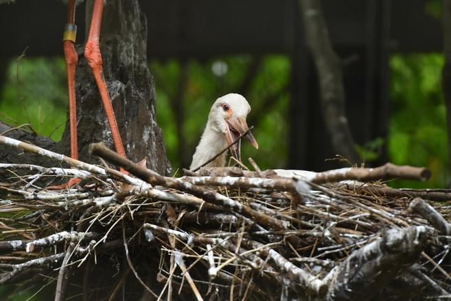 コウノトリ成長記録⑤の写真
