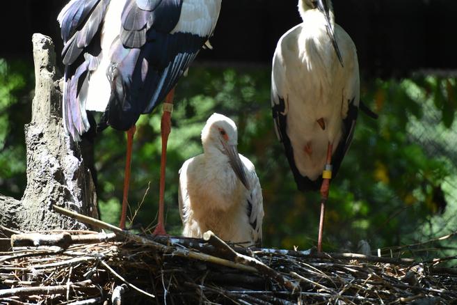 コウノトリ成長記録④の写真