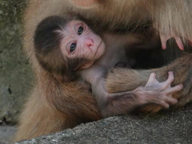 ニホンザル赤ちゃん誕生!の写真