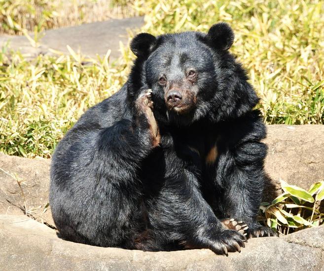ユマ、ありがとうの写真