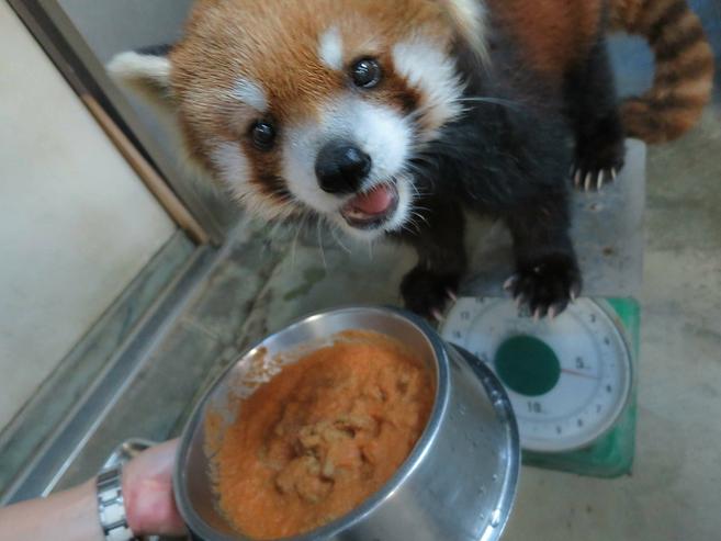 デール、ついに18歳!! (=^・ェ・^=)の写真
