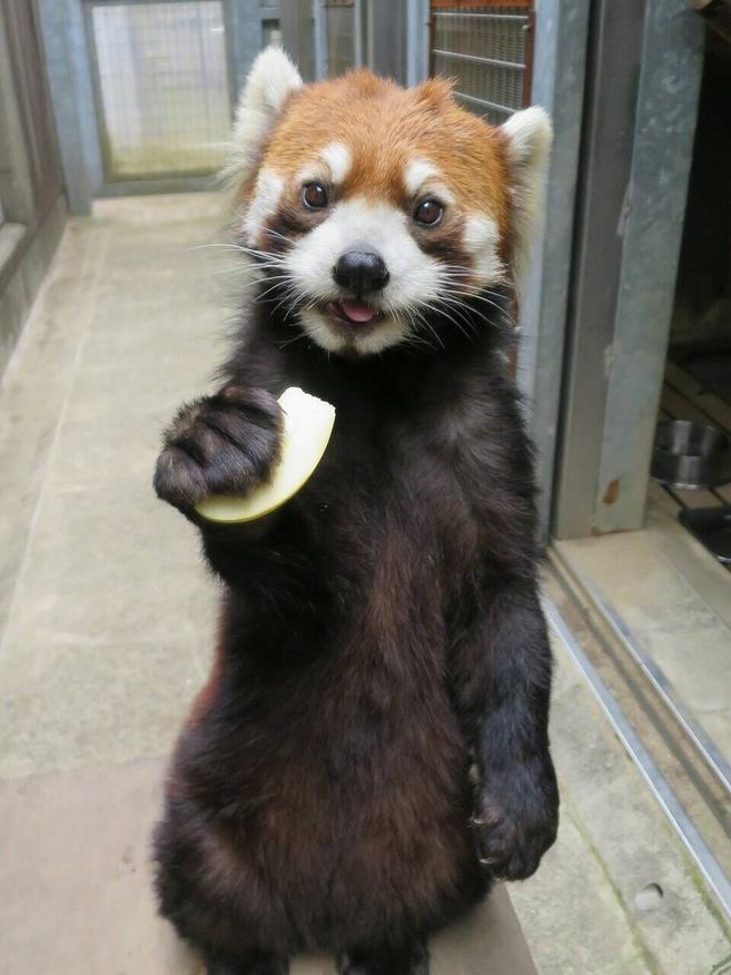 まめたろう3歳☆の写真