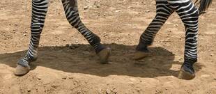 初めての削蹄‼