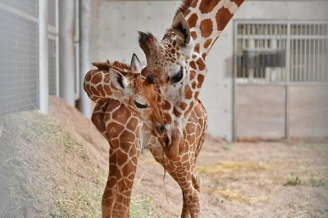 今年生まれの動物紹介の写真