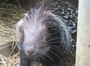 続・ネイロ。3才に!