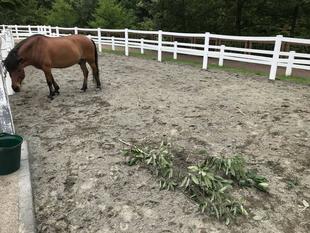 アラ、オカシイ?