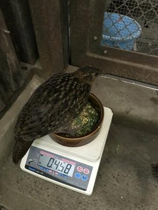 ベニジュケイ成長記録③