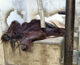 暑くなりましたが