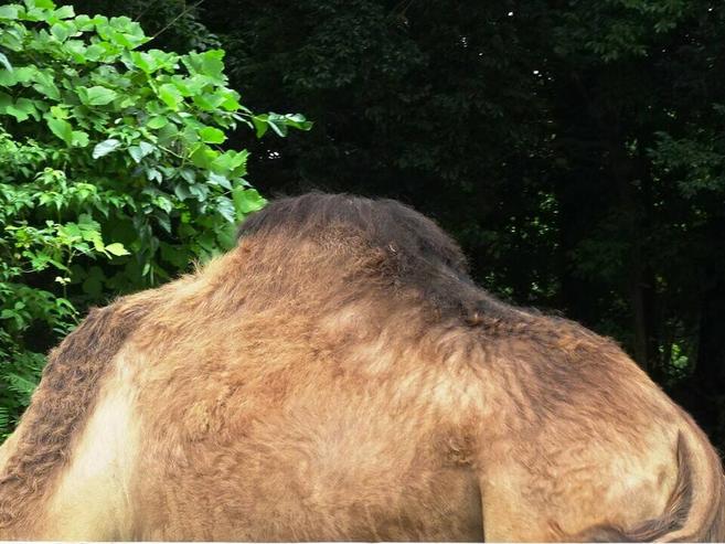 コブの日の写真